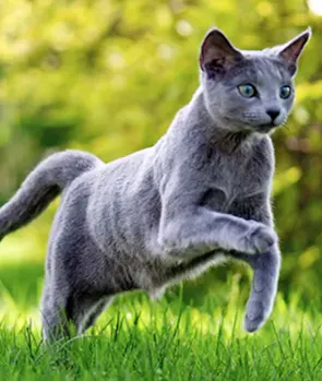 Russian Blue