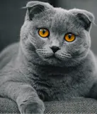 Scottish Fold