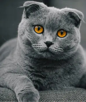 Scottish Fold
