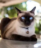 Siamese