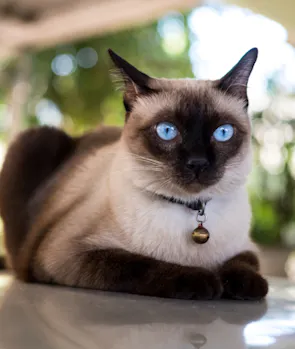 Siamese