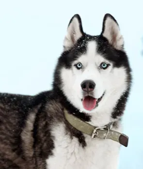 Siberian Husky