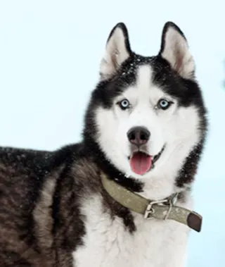 Siberian Husky