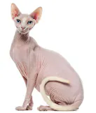 Sphynx