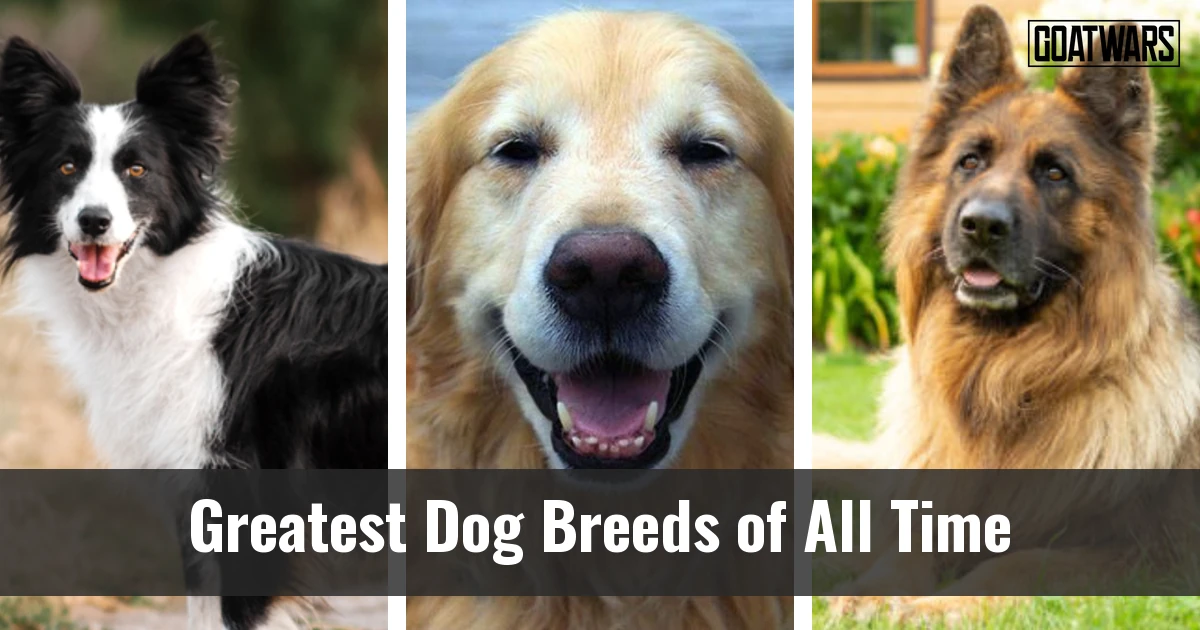 Dog Breeds