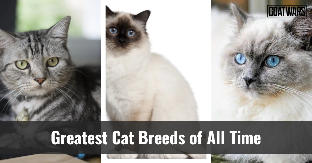Cat Breeds