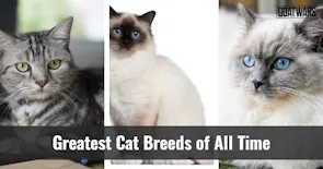 Cat Breeds